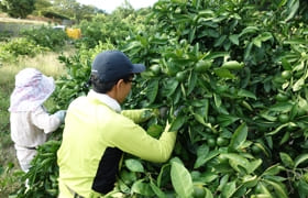 引き続きみかんの摘果と草刈