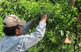 袋掛け開始摘蕾・開花（人工受粉）終了