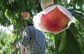 引き続き桃（もも）の収穫・出荷