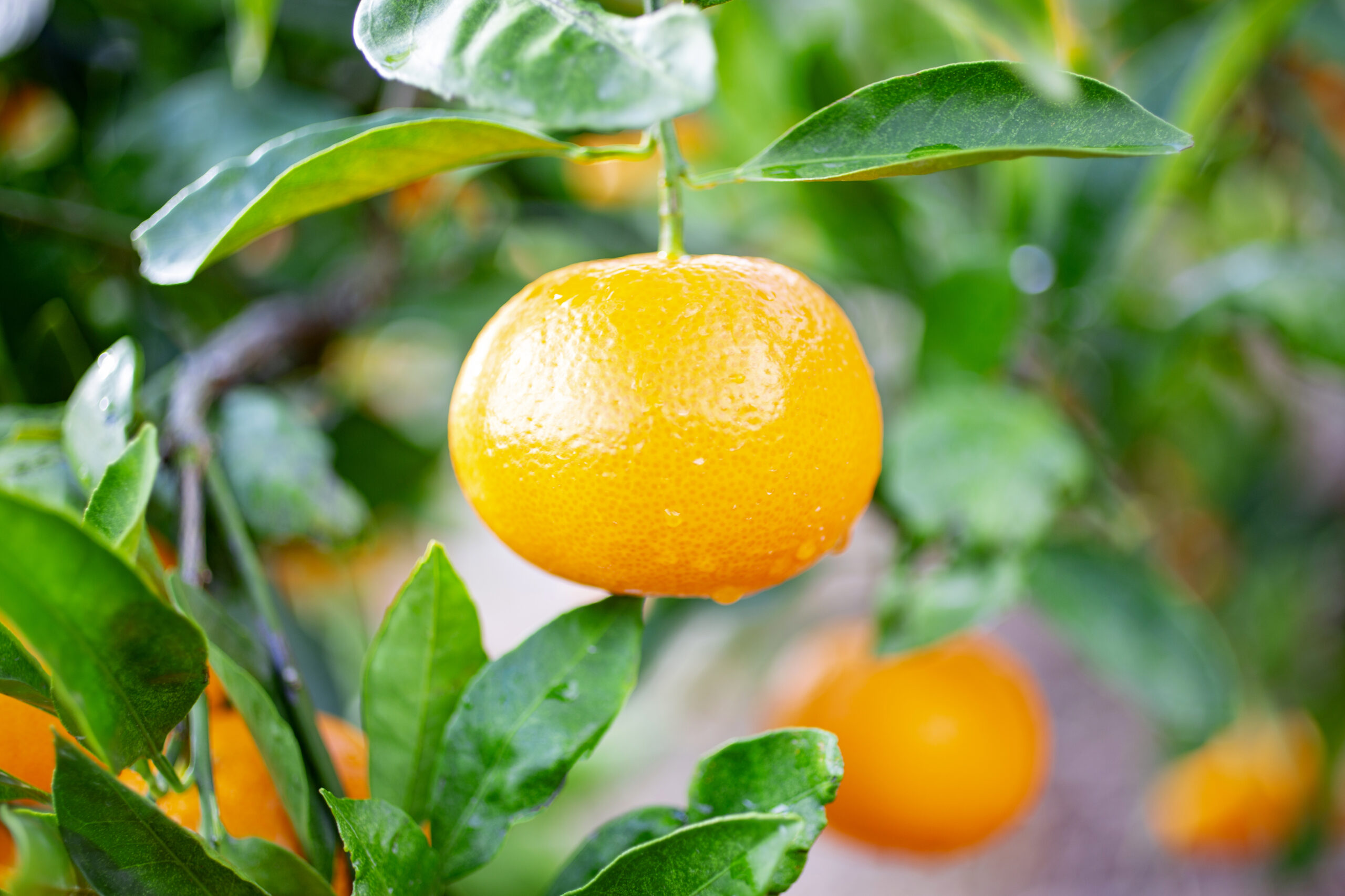 2024年度 みかんの販売を開始しました！今年のみかんの出来は？ | 桃と