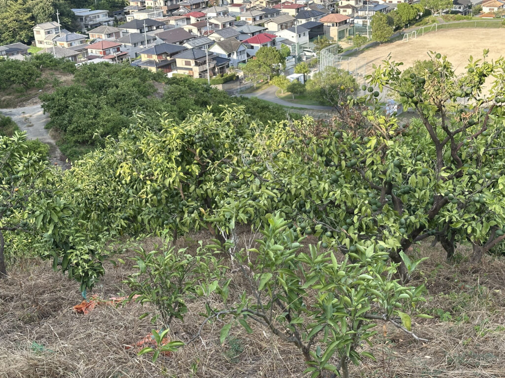 渇水で葉が黄色くなり弱ったみかんの木