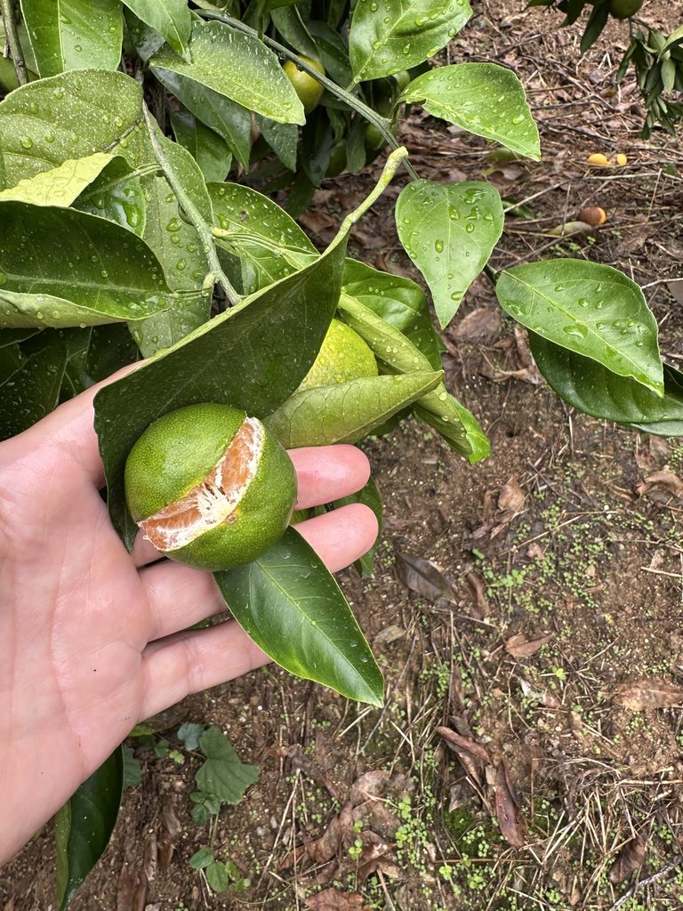 大雨で皮が裂けた青いみかん