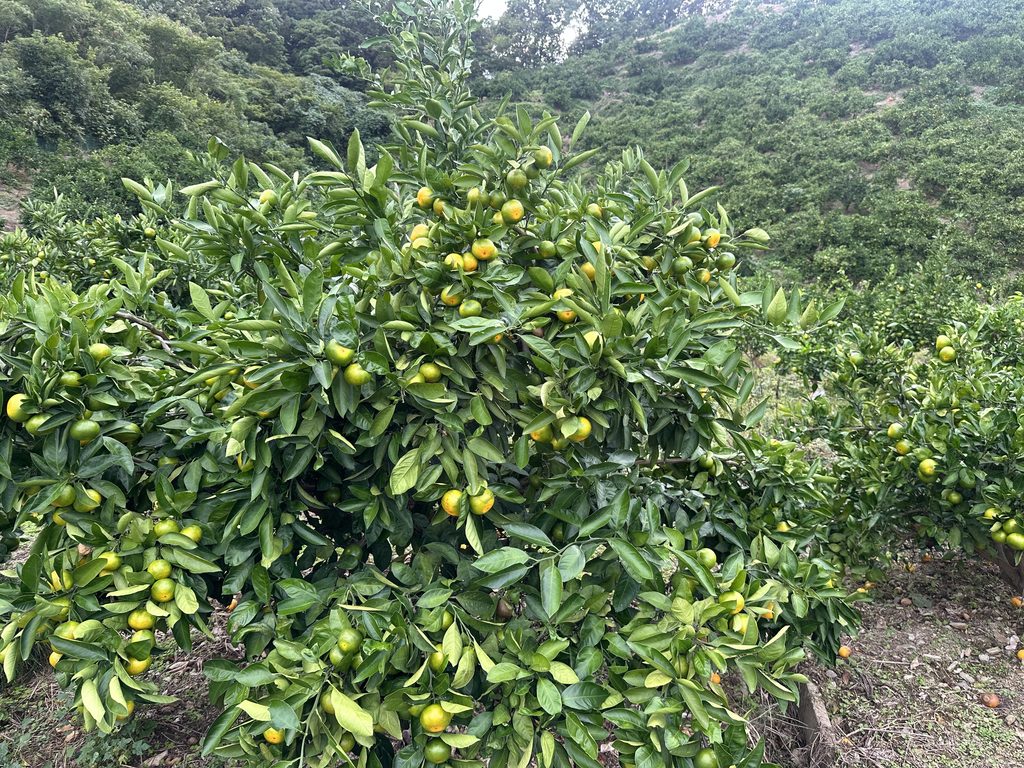 実がたくさんついた9月下旬のみかんの木