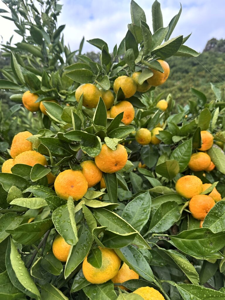 雨上がりの枝に実った色づき始めのみかん